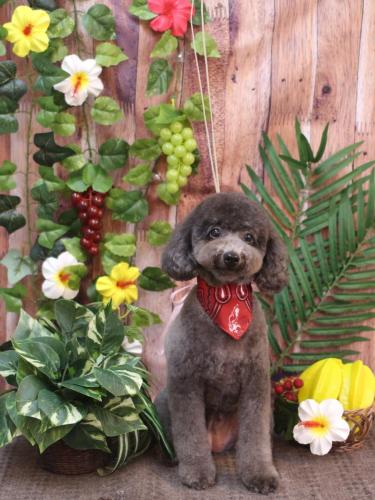 20230823chipieちゃん